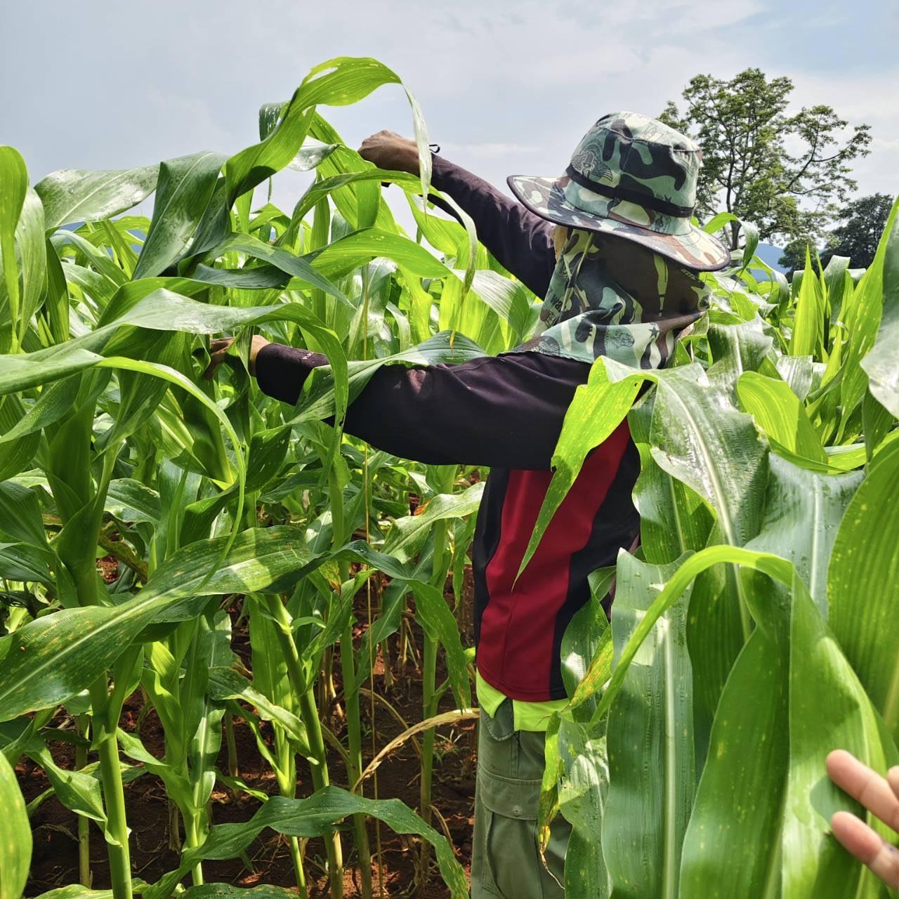 ภาพประกอบที่ 2