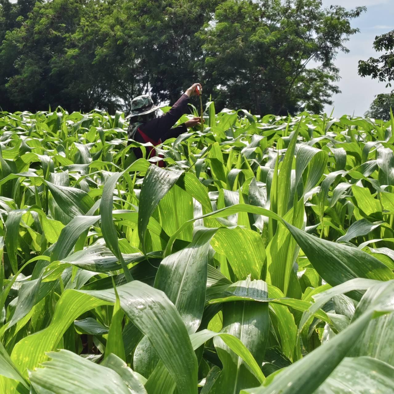 ภาพประกอบที่ 6