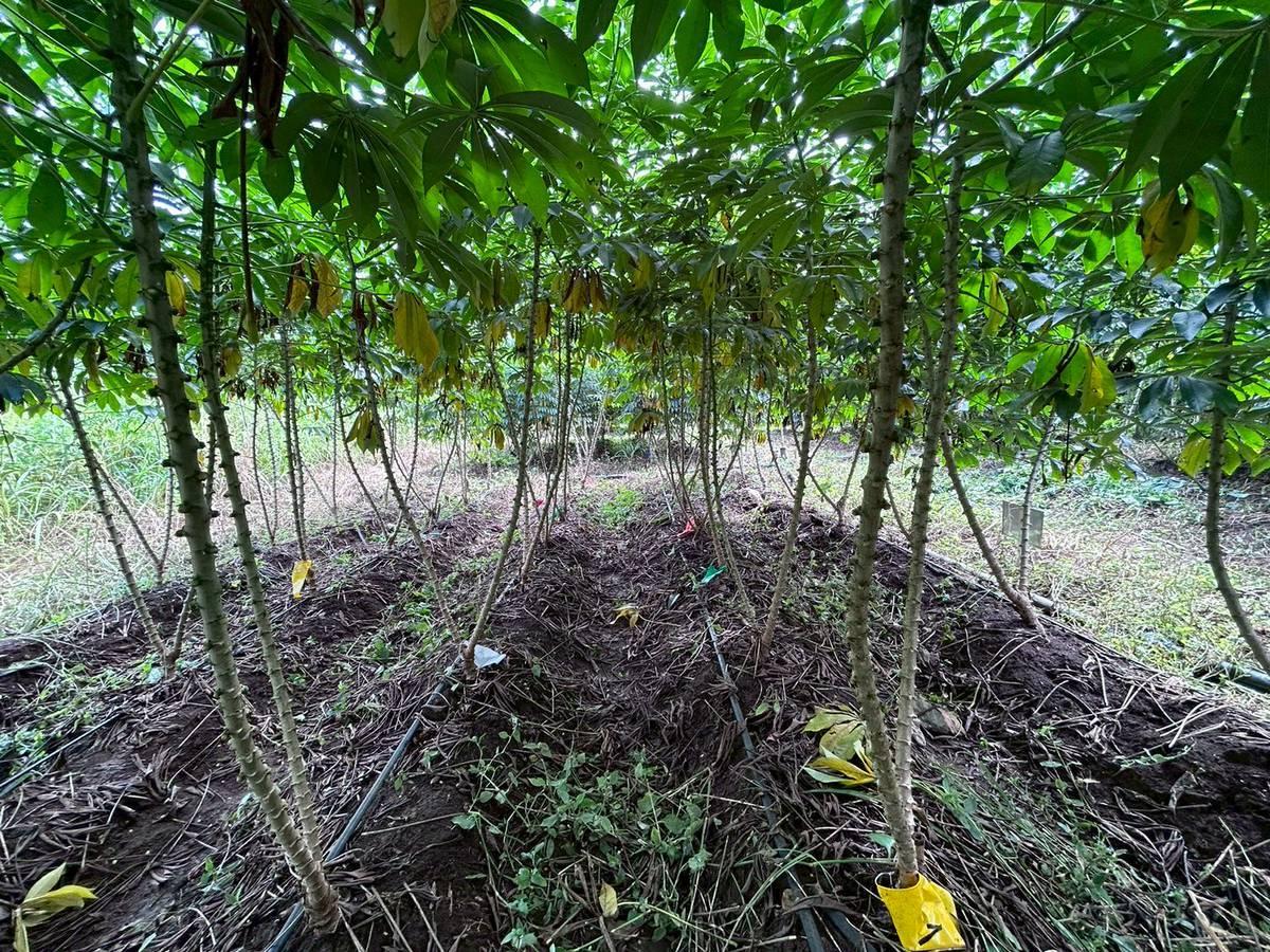 ภาพประกอบที่ 0