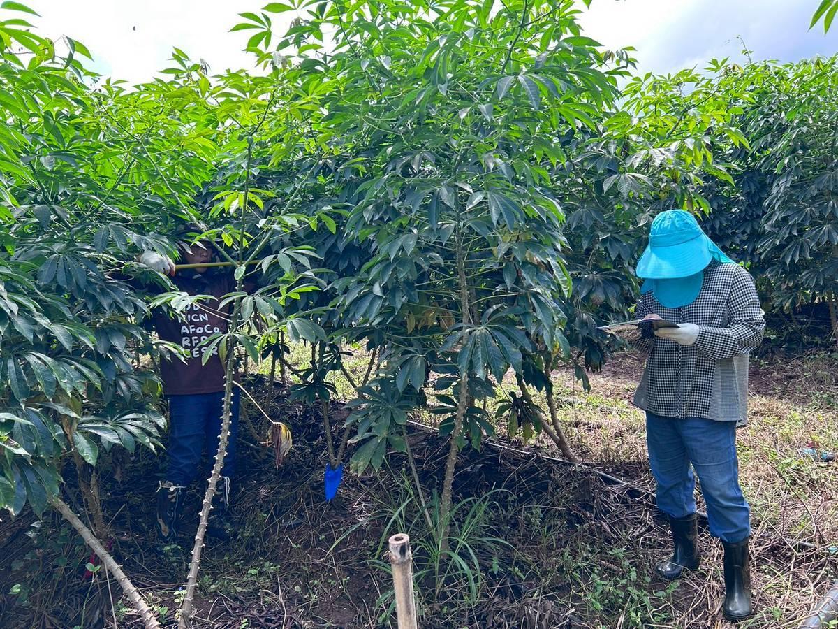 ภาพประกอบที่ 1