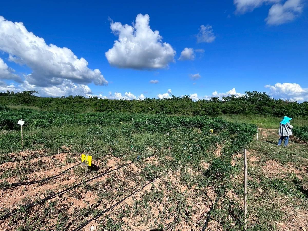 ภาพประกอบที่ 2