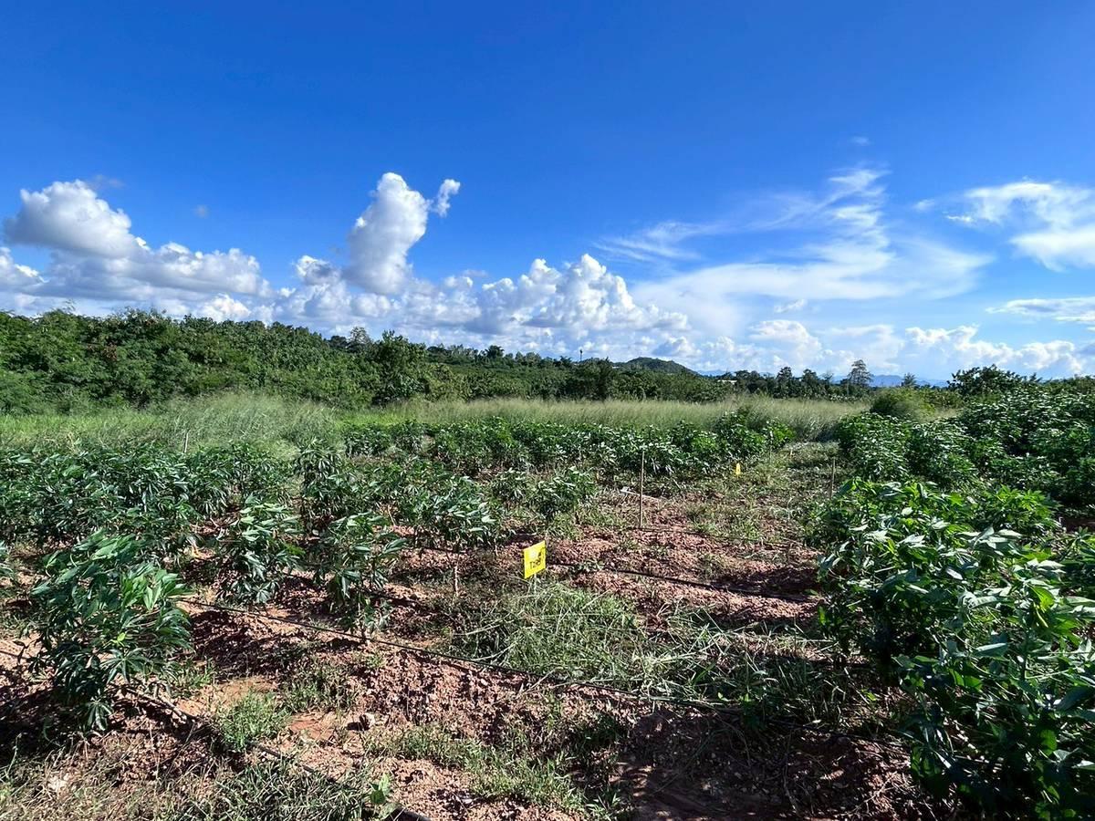 ภาพประกอบที่ 5