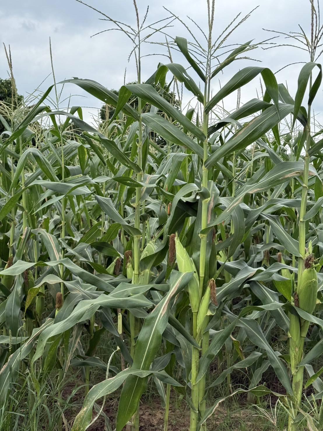 ภาพประกอบที่ 4