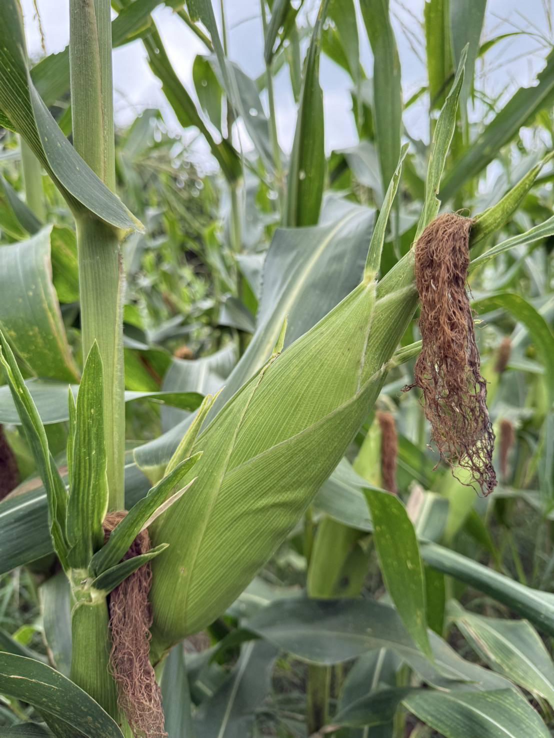 ภาพประกอบที่ 5