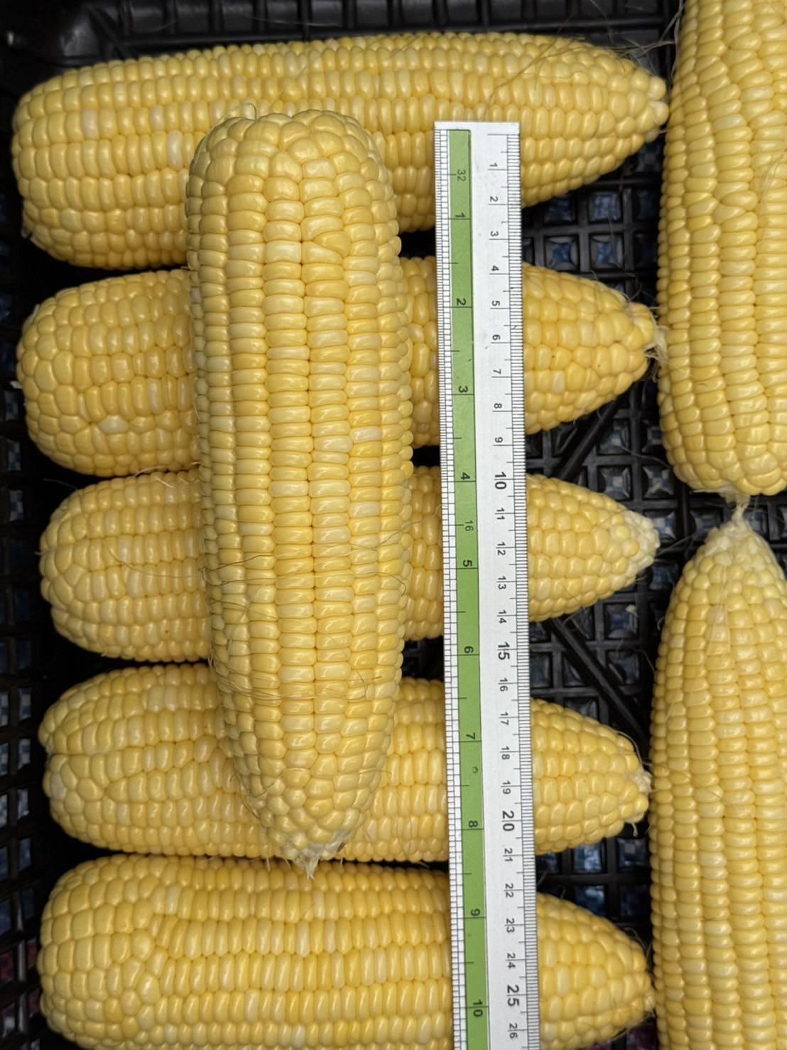 ภาพประกอบที่ 7