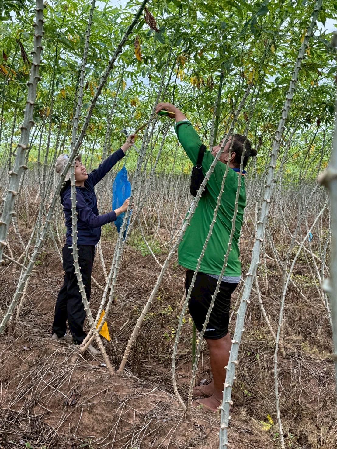 ภาพประกอบที่ 2