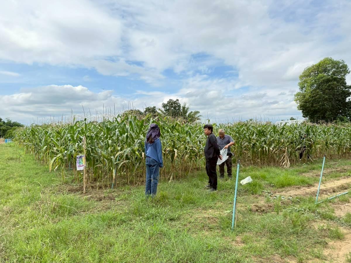 ภาพประกอบที่ 0