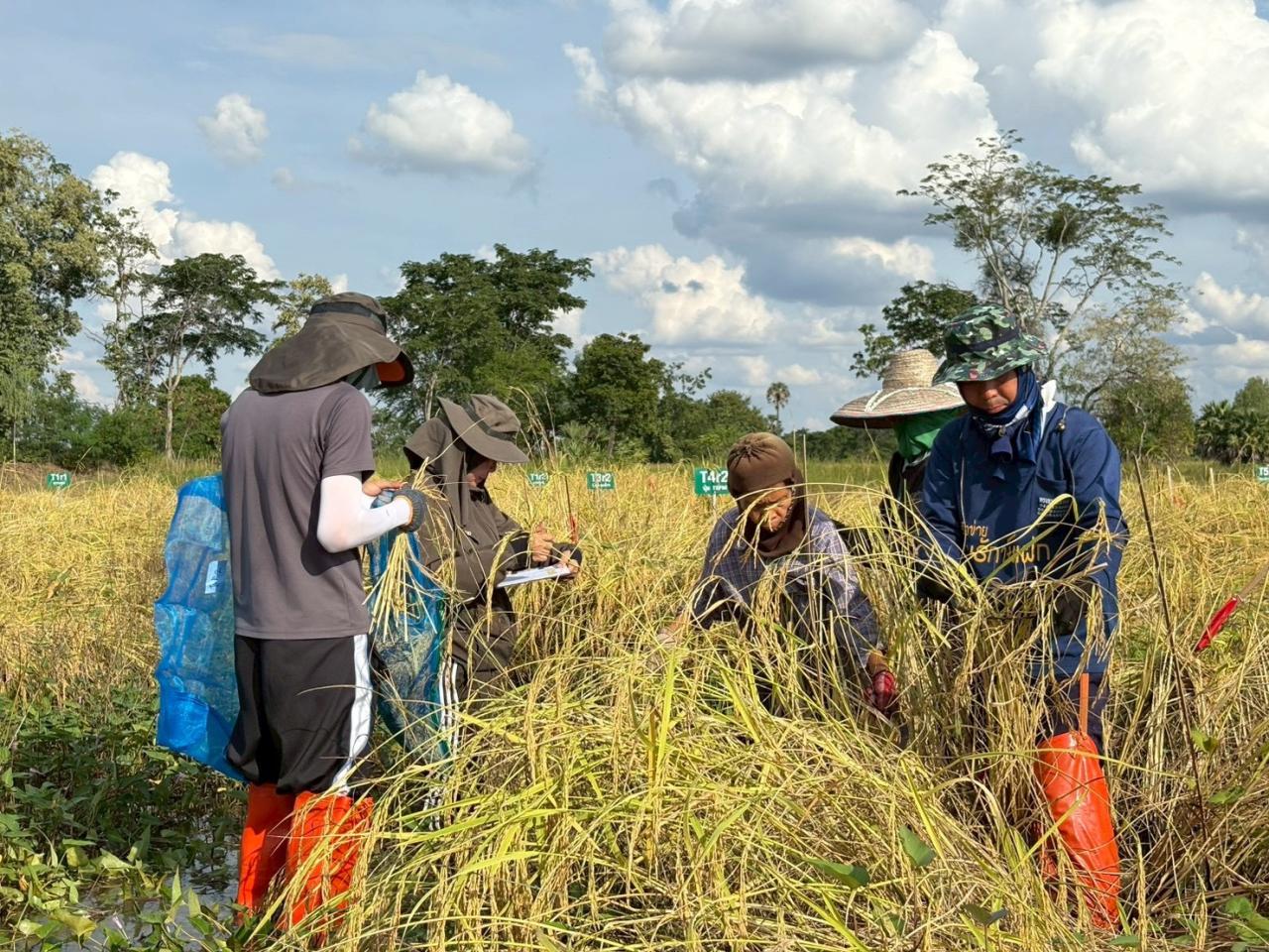 ภาพประกอบที่ 0