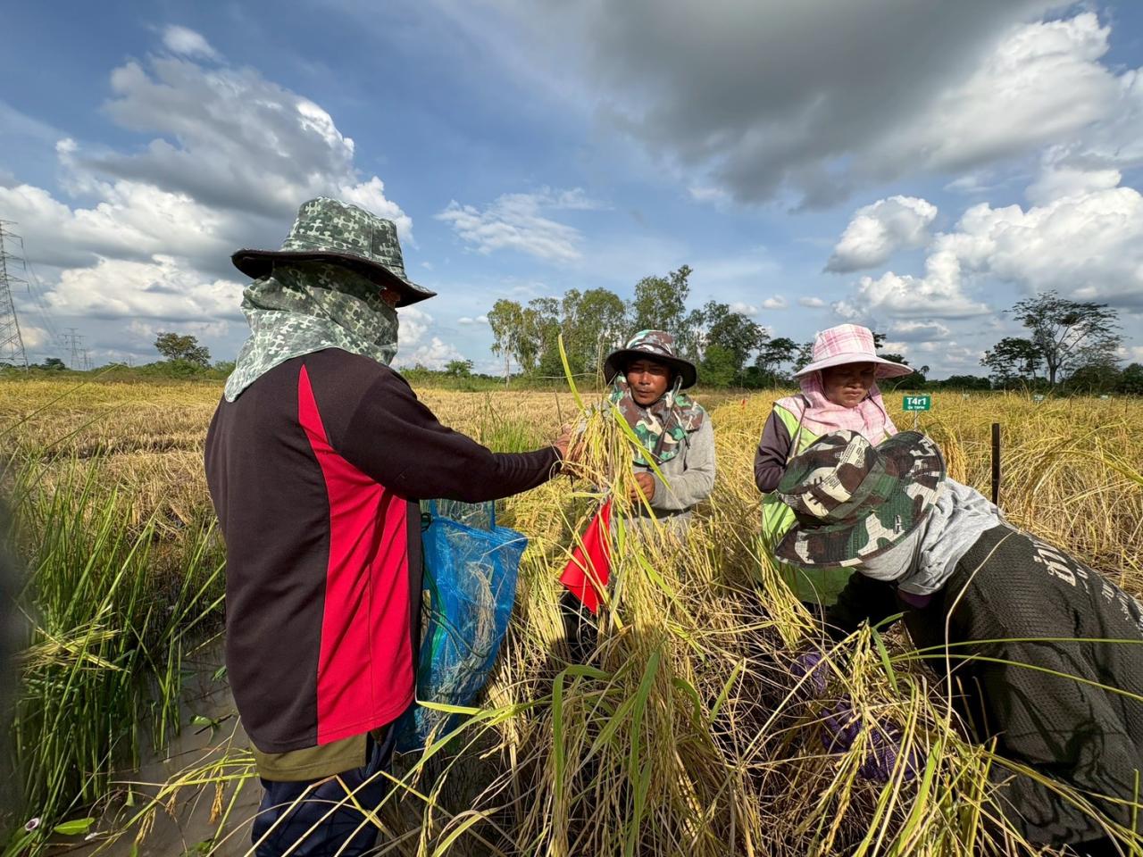 ภาพประกอบที่ 2
