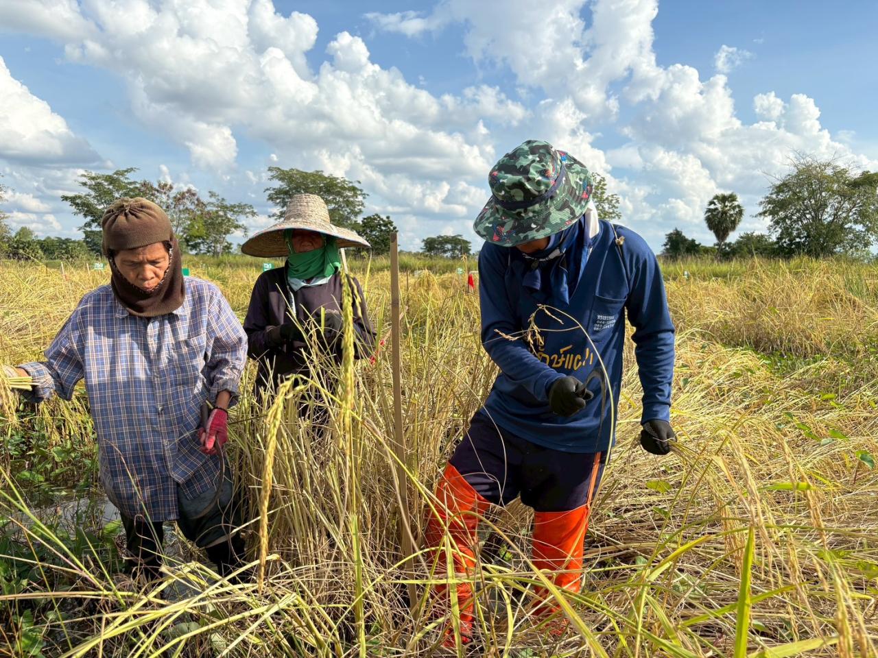 ภาพประกอบที่ 3