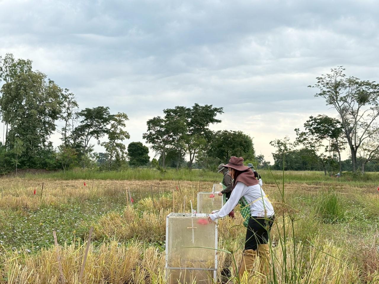 ภาพประกอบที่ 5