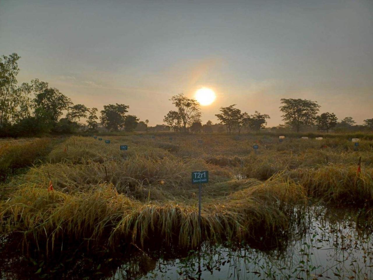 ภาพประกอบที่ 8