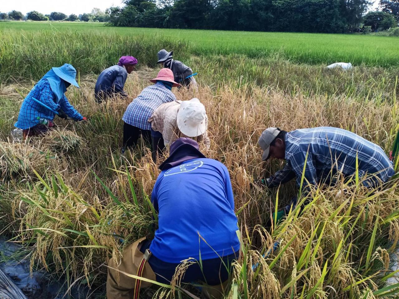 ภาพประกอบที่ 3