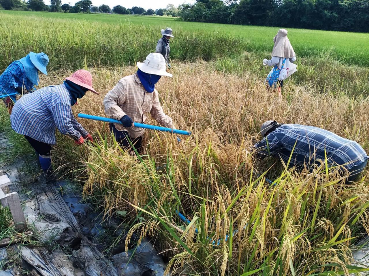 ภาพประกอบที่ 4