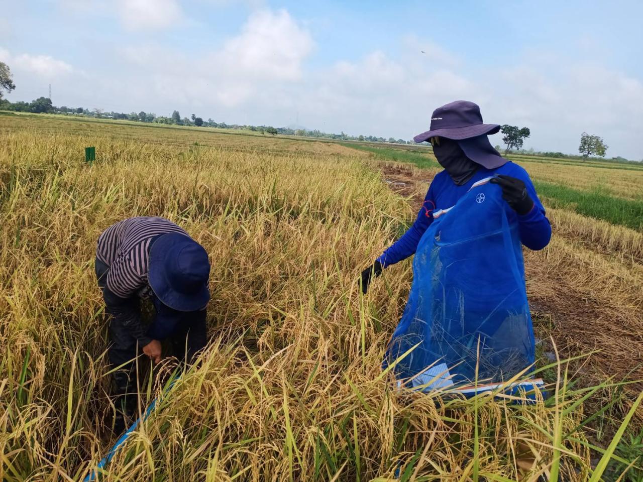 ภาพประกอบที่ 5