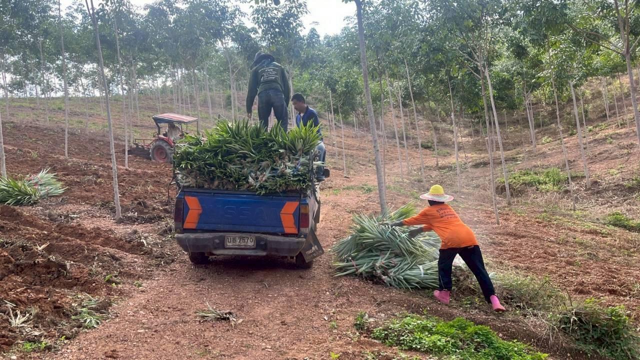 ภาพประกอบที่ 2