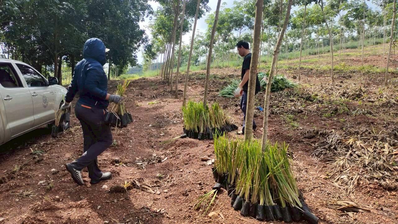 ภาพประกอบที่ 6
