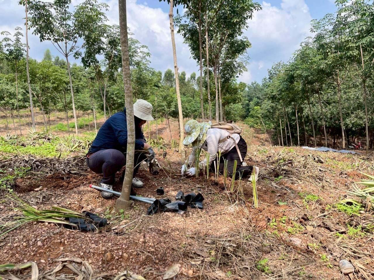 ภาพประกอบที่ 7