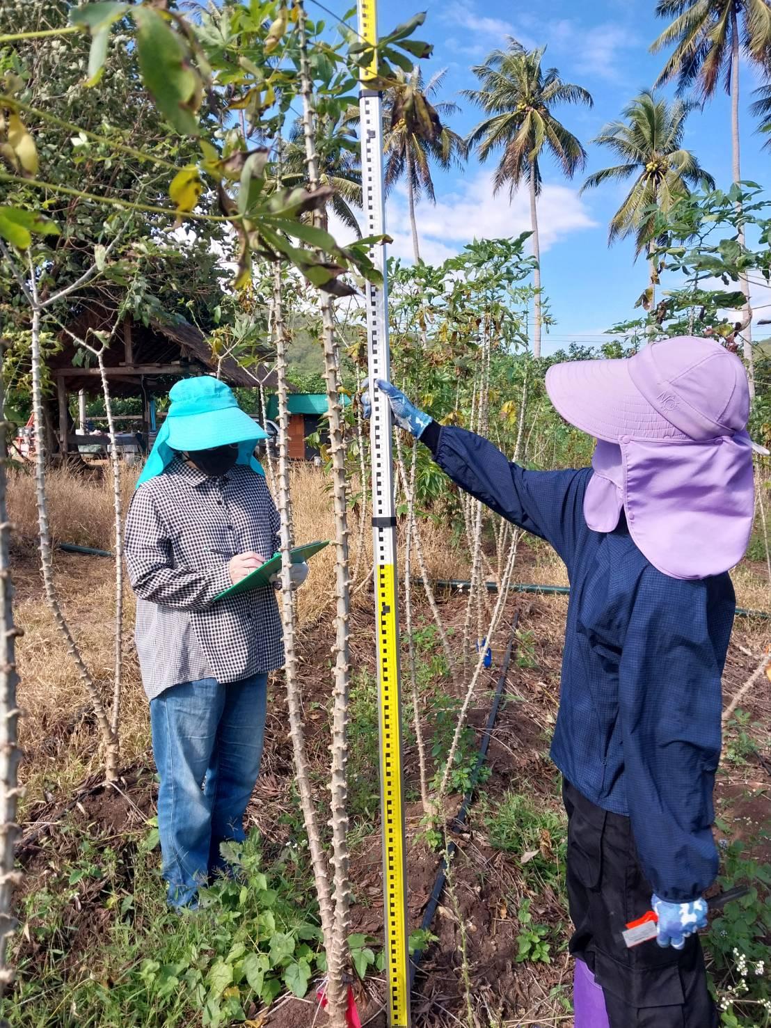 ภาพประกอบที่ 2