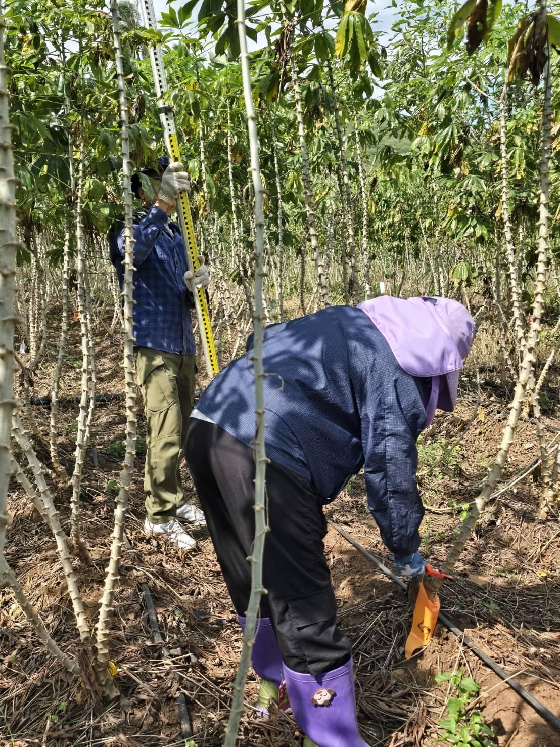 ภาพประกอบที่ 4