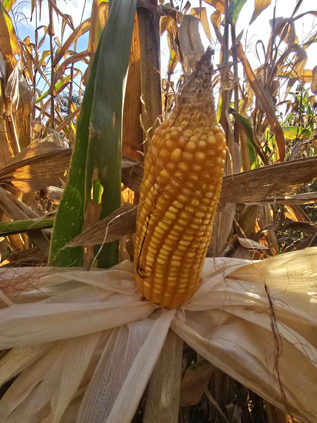 ภาพประกอบที่ 5