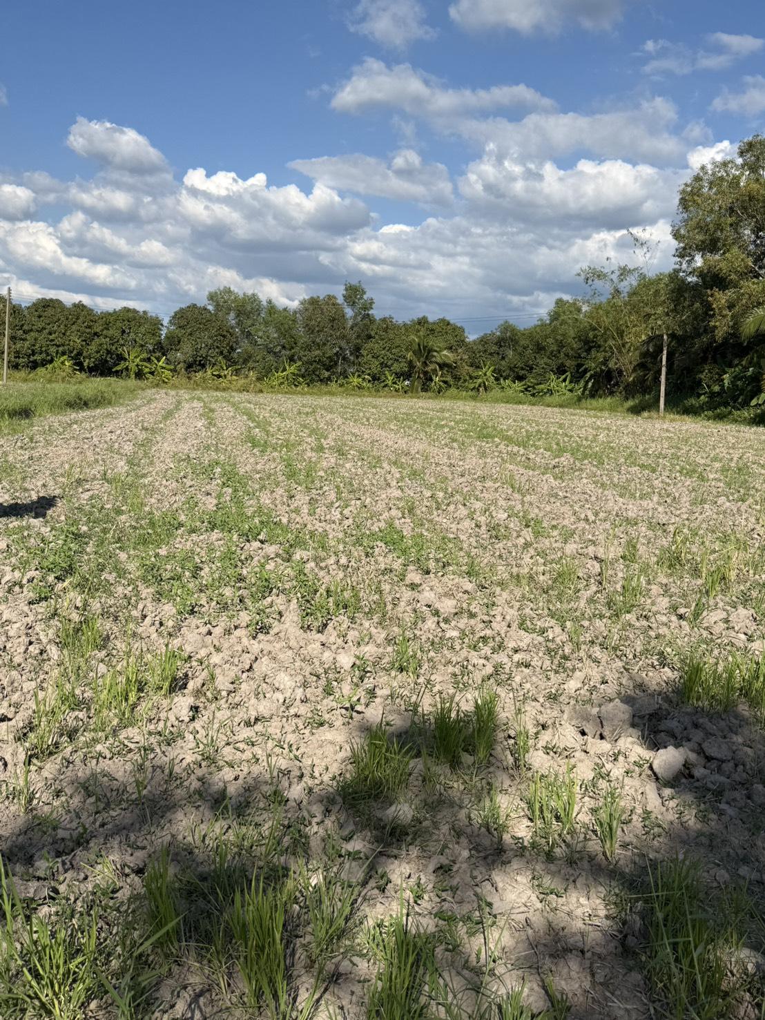 ภาพประกอบที่ 7