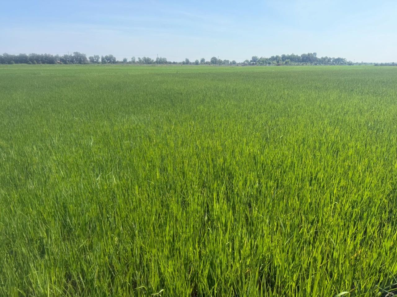 ภาพประกอบที่ 8