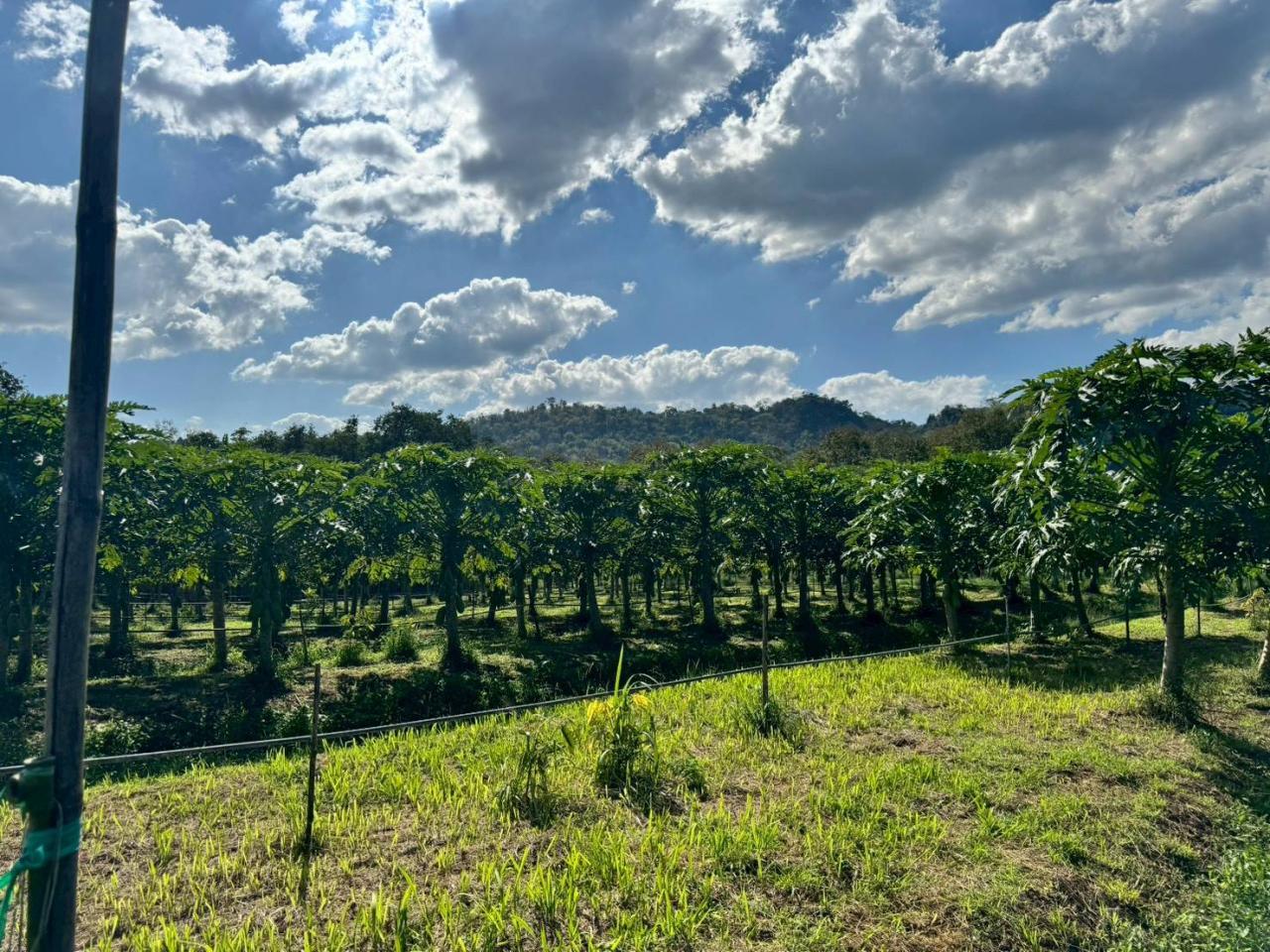 ภาพประกอบที่ 7