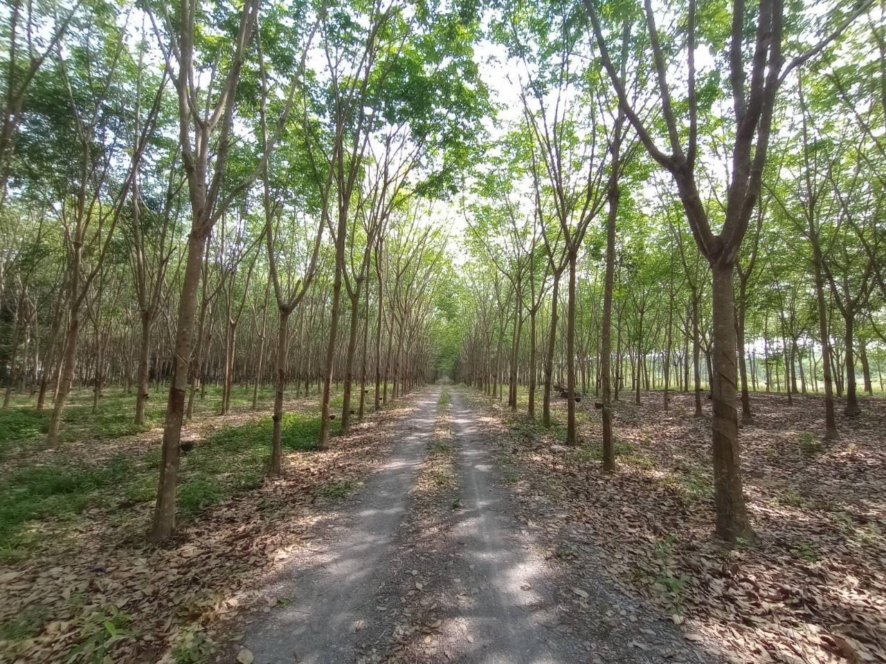 ภาพประกอบที่ 5