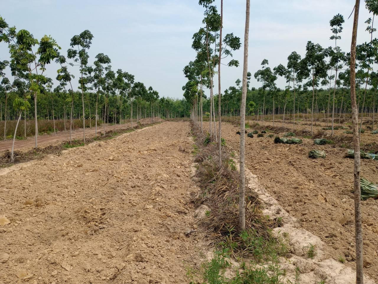 ภาพประกอบที่ 7