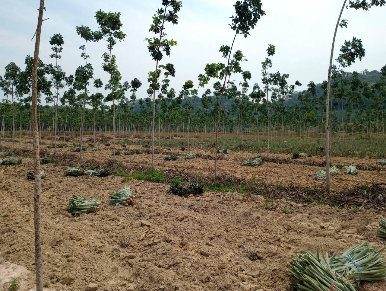 ภาพประกอบที่ 8