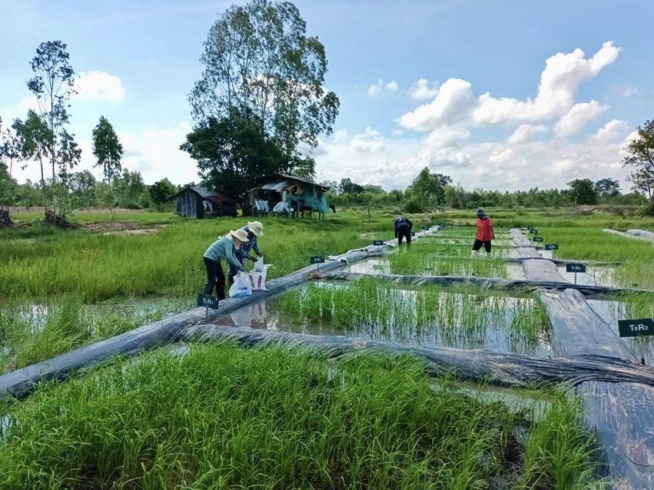 ภาพประกอบที่ 2