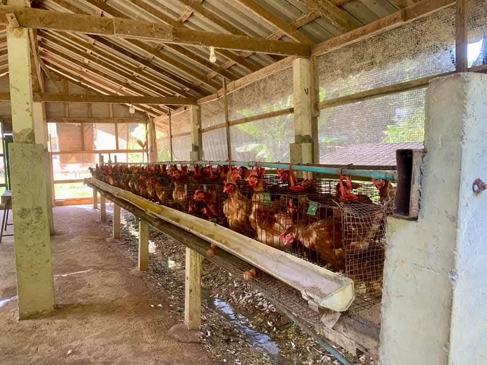 ภาพประกอบที่ 5