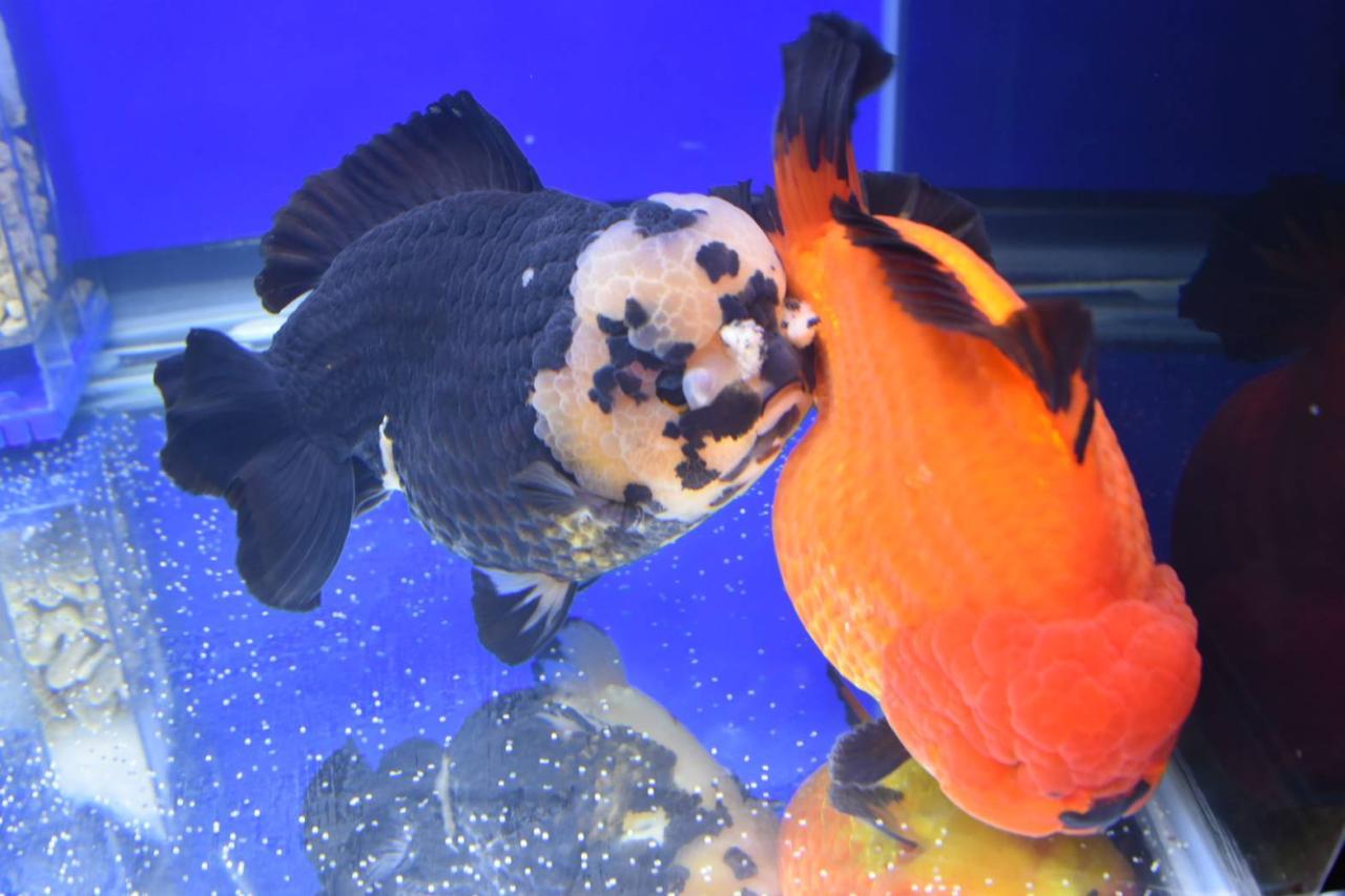 ภาพประกอบที่ 6