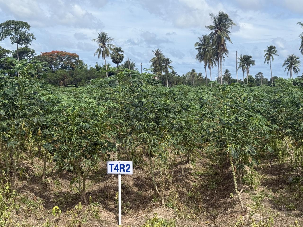 ภาพประกอบที่ 5