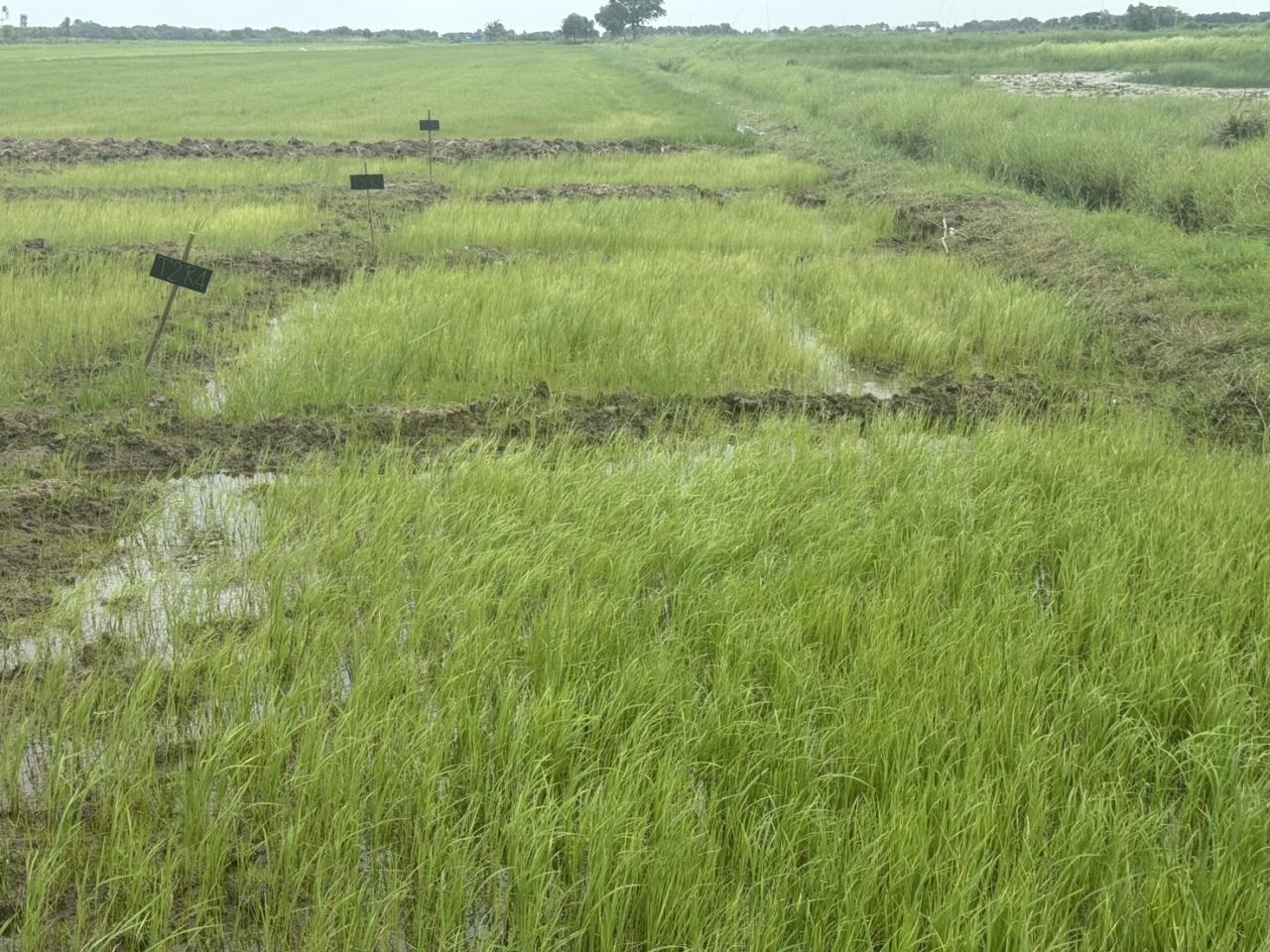 ภาพประกอบที่ 5