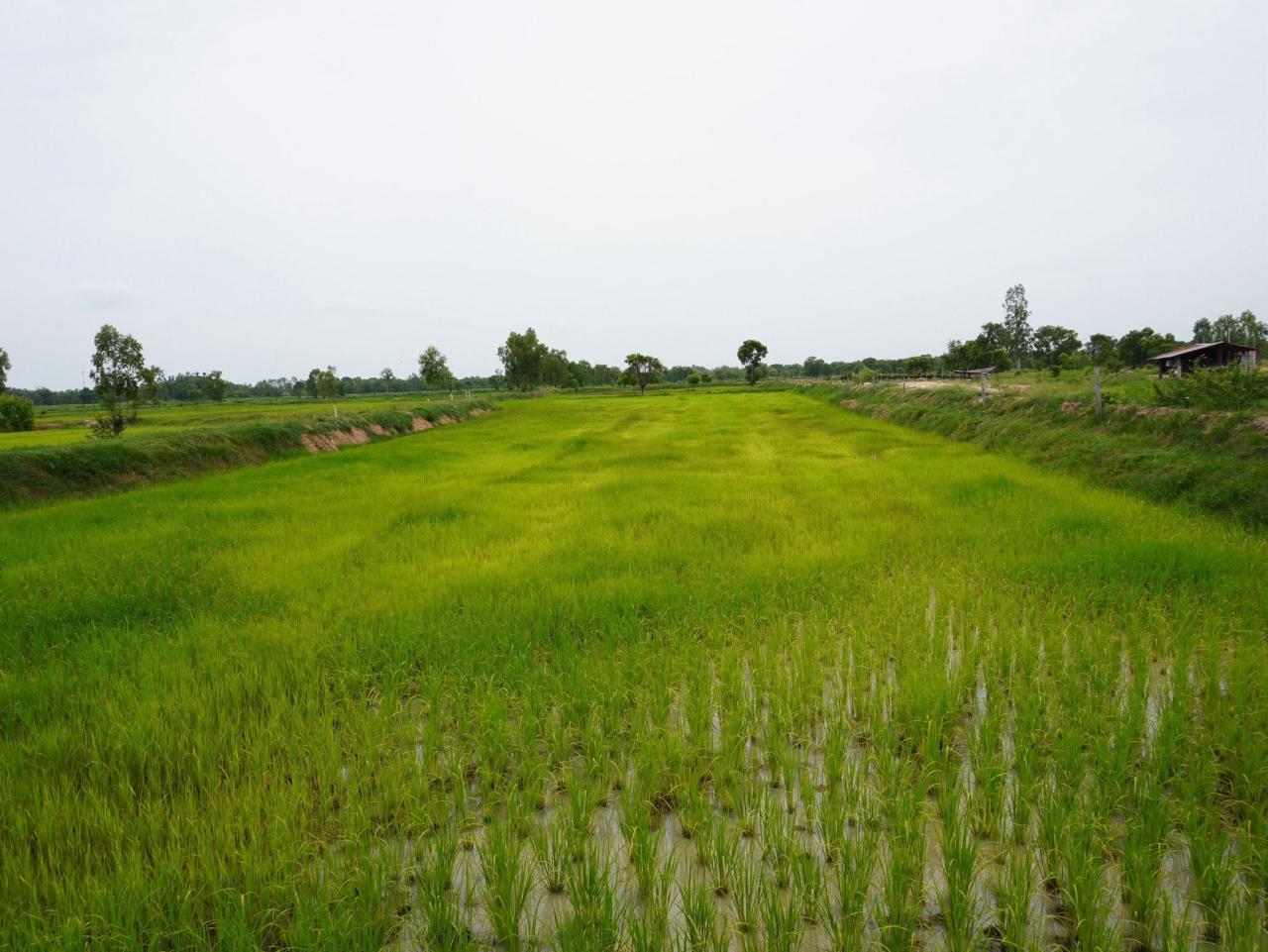 ภาพประกอบที่ 17