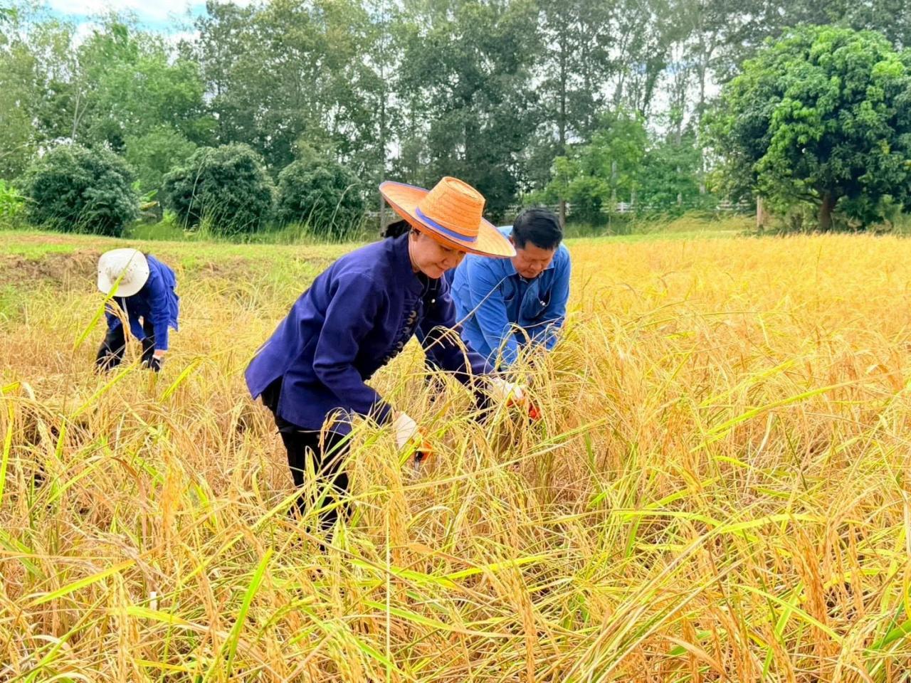 ภาพประกอบที่ 5