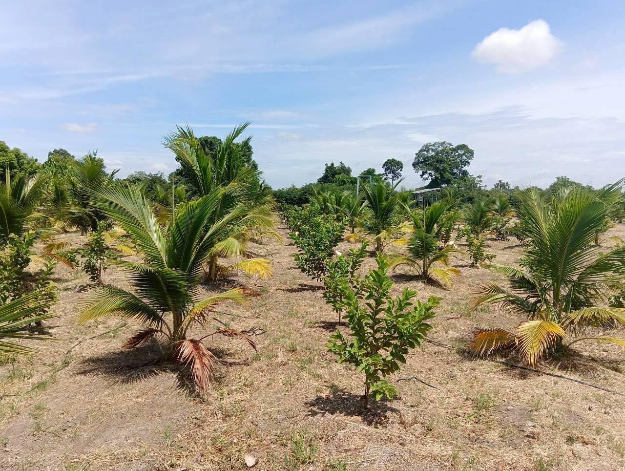 ภาพประกอบที่ 27