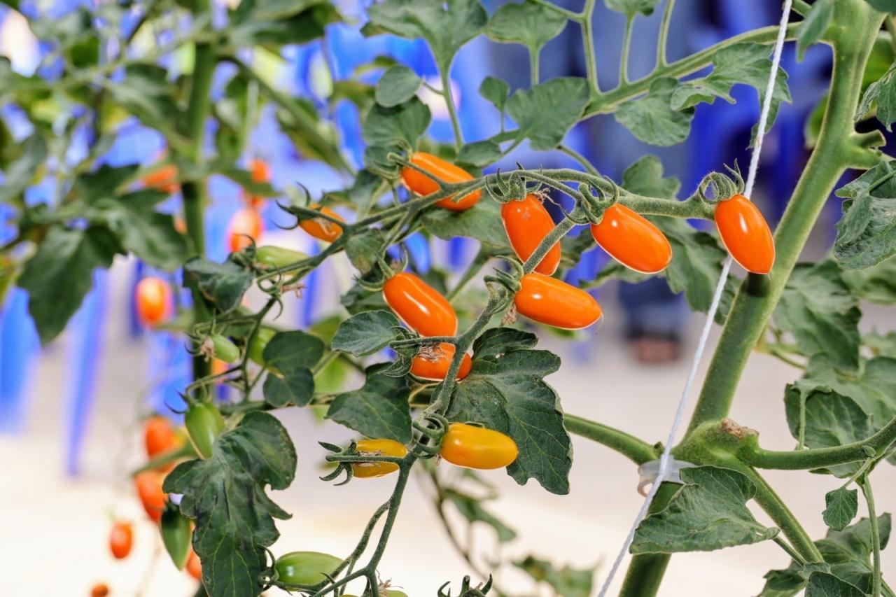 ภาพประกอบที่ 10