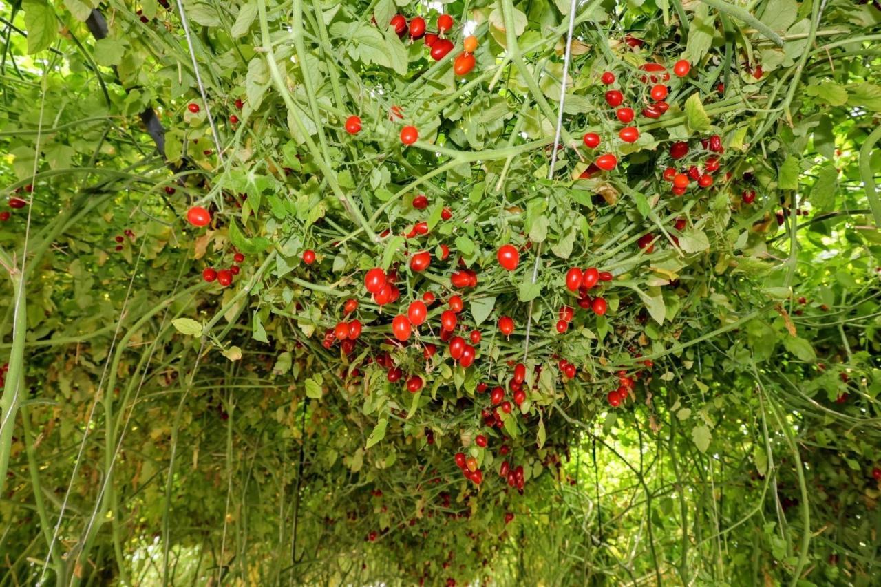 ภาพประกอบที่ 13