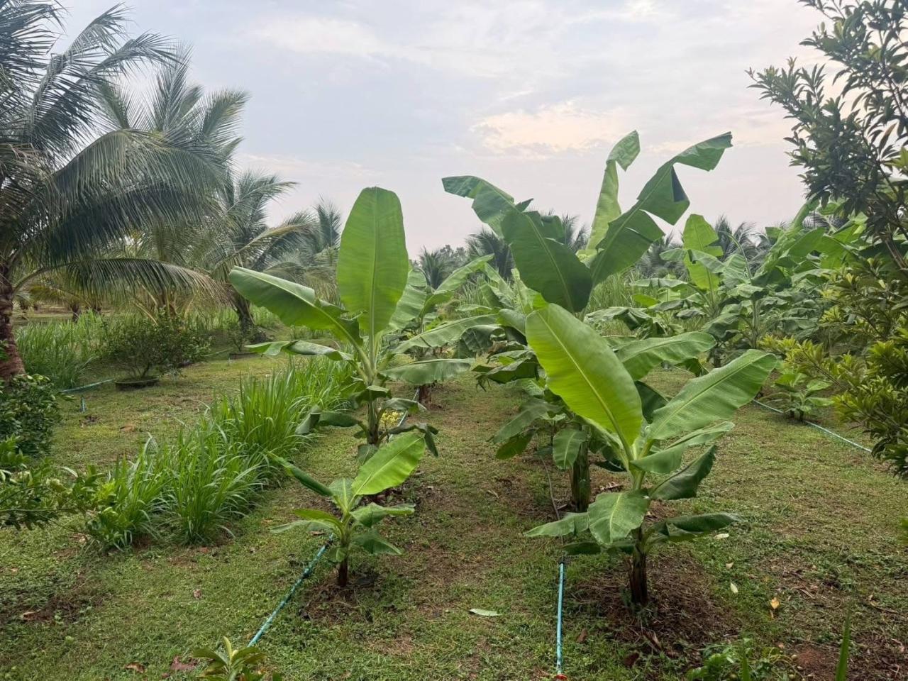 ภาพประกอบที่ 16