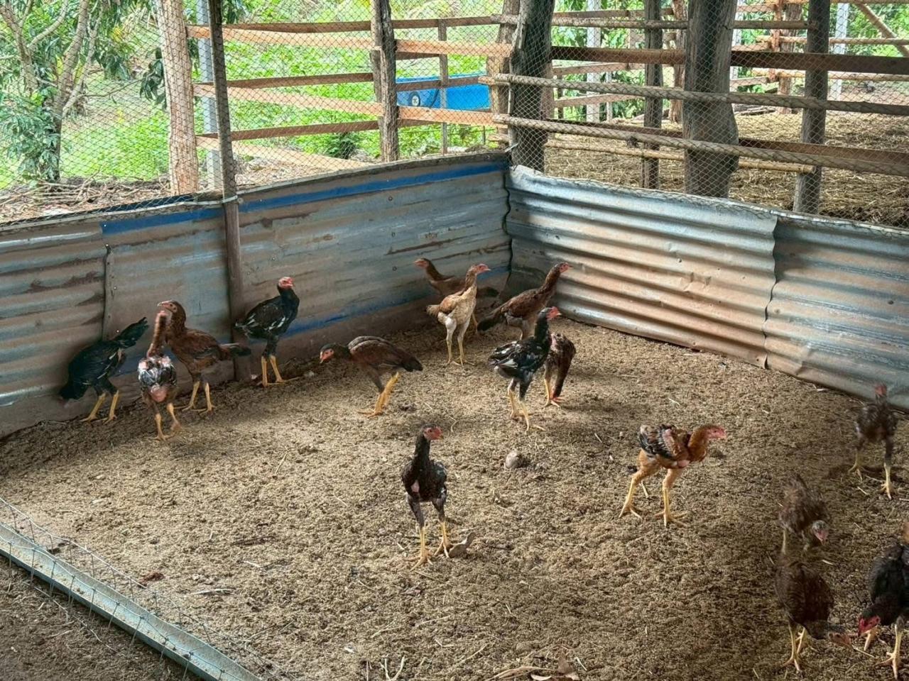 ภาพประกอบที่ 19