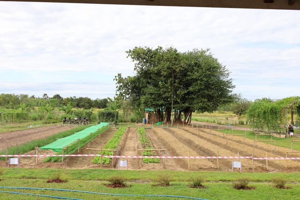 ภาพประกอบที่ 13