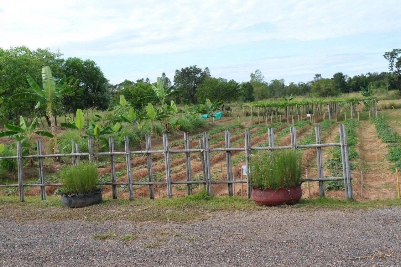 ภาพประกอบที่ 15