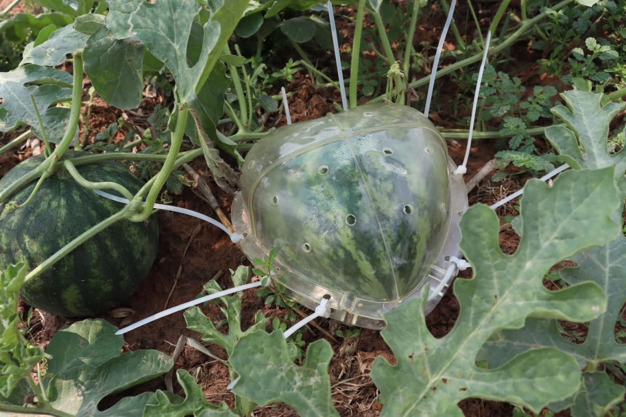 ภาพประกอบที่ 7