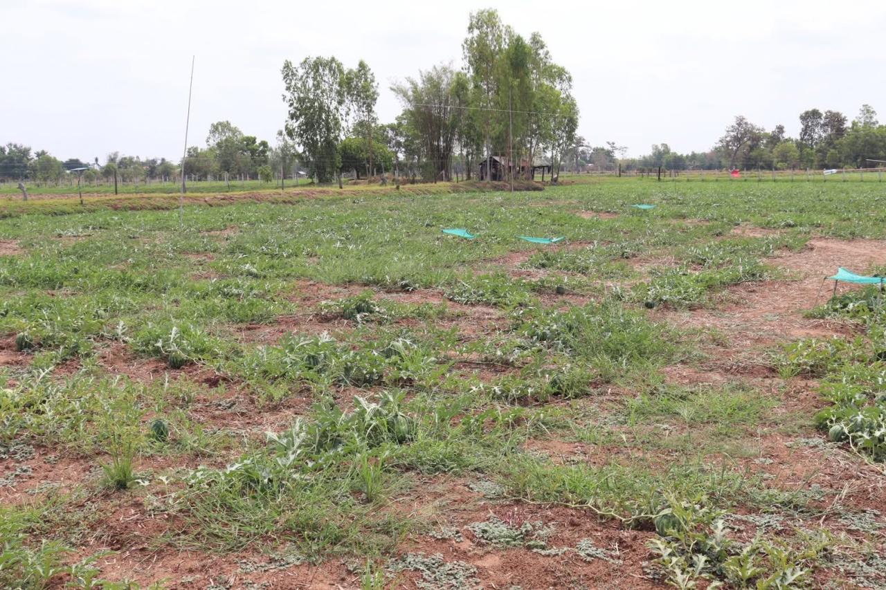 ภาพประกอบที่ 8