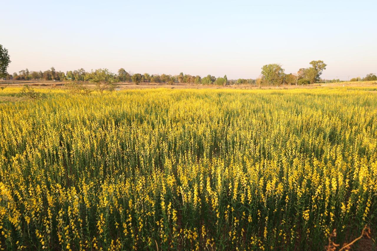 ภาพประกอบที่ 24