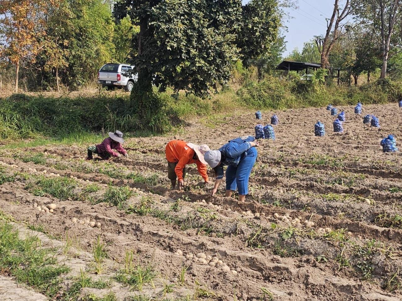 ภาพประกอบที่ 13