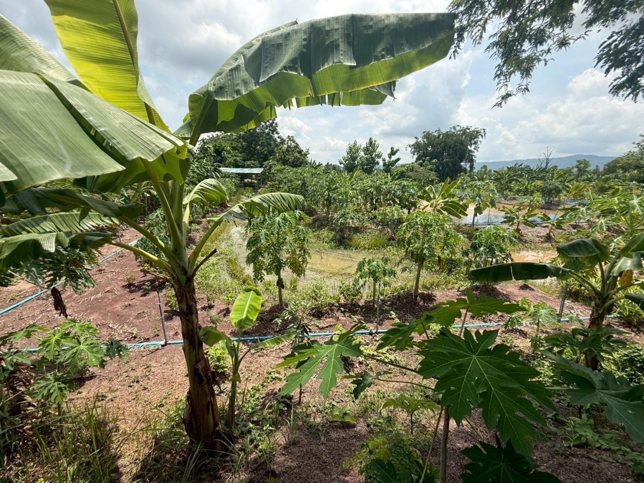 ภาพประกอบที่ 13